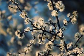 黑刺李花局部特写摄影图片